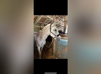 French riding pony Mix, Gelding, 14 years, 14.2 hh, Grey