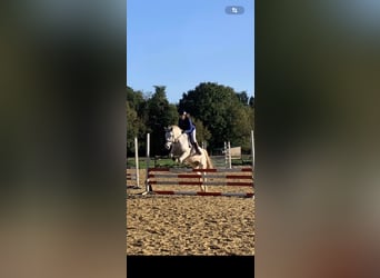 French riding pony Mix, Gelding, 14 years, 14.2 hh, Grey