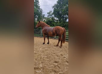 French riding pony Mix, Gelding, 14 years, 15,1 hh, Chestnut-Red