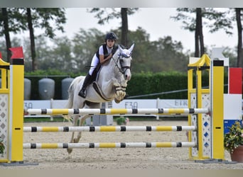 French riding pony, Gelding, 16 years, 14.2 hh, Gray