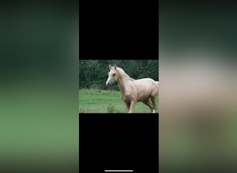 French riding pony, Gelding, 1 year, 14 hh, Palomino