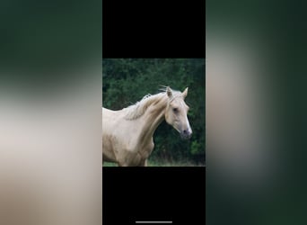 French riding pony, Gelding, 1 year, 14 hh, Palomino