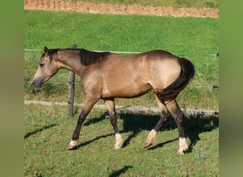 French riding pony, Gelding, 2 years, 14.2 hh, Dun