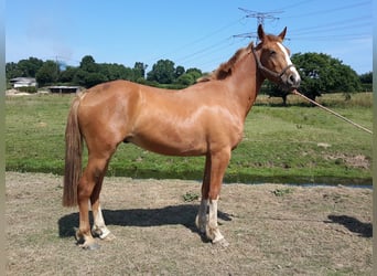 French riding pony, Gelding, 4 years, 15.1 hh, Chestnut-Red