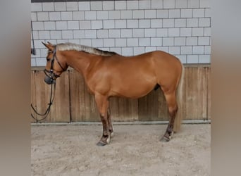 French riding pony, Gelding, 4 years, 15 hh, Chestnut-Red