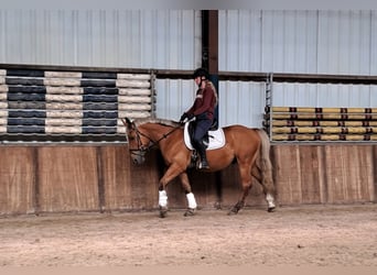 French riding pony, Gelding, 4 years, 15 hh, Chestnut-Red