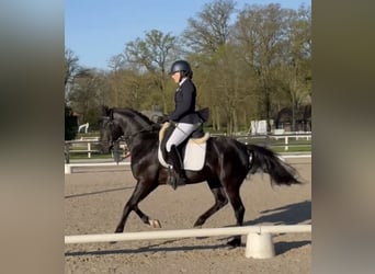 French riding pony, Gelding, 5 years, 14.2 hh, Black