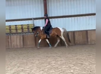 French riding pony, Gelding, 5 years, 15.1 hh, Pinto