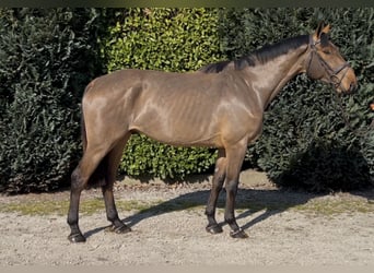 French riding pony, Gelding, 5 years, 16.1 hh, Brown