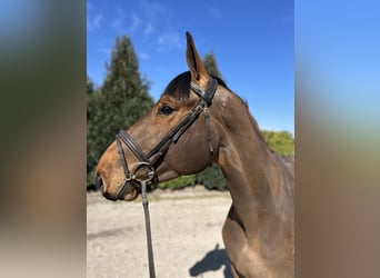 French riding pony, Gelding, 5 years, 16.1 hh, Brown