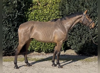 French riding pony, Gelding, 5 years, 16.1 hh, Brown