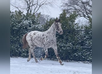 French riding pony, Gelding, 5 years, 16 hh, Leopard-Piebald