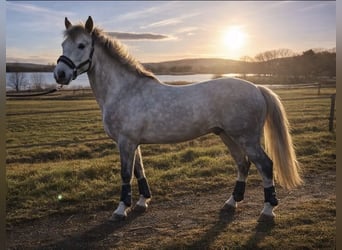 French riding pony, Gelding, 6 years, 14.1 hh, Grey