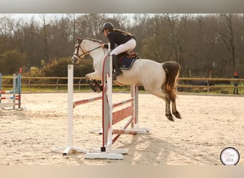 French riding pony, Gelding, 6 years, 14.1 hh