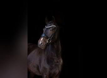 French riding pony, Gelding, 6 years, 14.2 hh, Smoky-Black