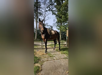 French riding pony, Gelding, 6 years, 16.2 hh, Brown