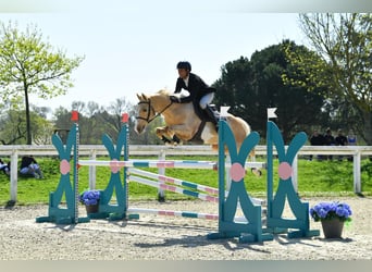 French riding pony, Gelding, 7 years, 14.2 hh, Palomino