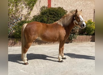 French riding pony, Gelding, 7 years, Chestnut-Red