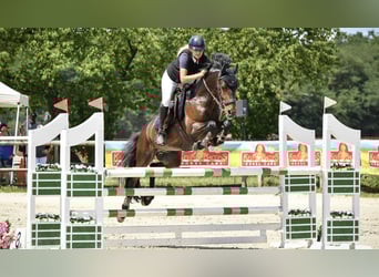 French riding pony, Gelding, 8 years, 14,2 hh, Smoky-Black