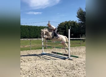 French riding pony, Gelding, 9 years, 14.1 hh, Palomino