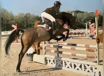 French riding pony, Gelding, 9 years, 14.2 hh, Brown
