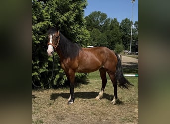 French riding pony Mix, Mare, 10 years, 14.3 hh, Brown