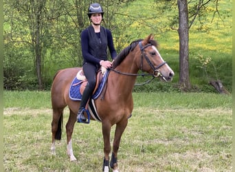 French riding pony, Mare, 11 years, 13.3 hh, Brown