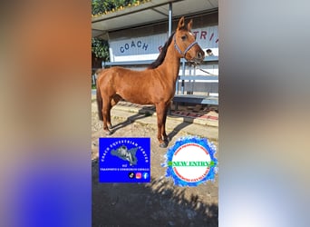 French riding pony Mix, Mare, 11 years, 14.1 hh, Chestnut-Red