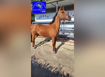 French riding pony Mix, Mare, 11 years, 14.1 hh, Chestnut-Red