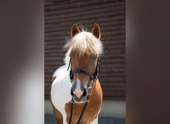 French riding pony, Mare, 11 years, 14.1 hh, Pinto