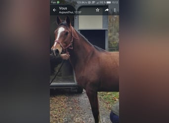 French riding pony, Mare, 11 years, 14.2 hh
