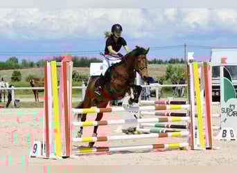French riding pony, Mare, 12 years, 14,2 hh, Brown