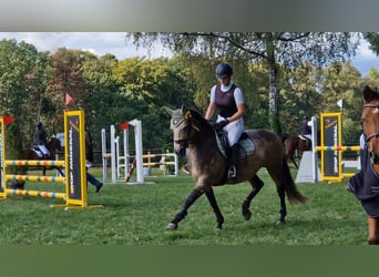 French riding pony, Mare, 13 years, 14.2 hh, Buckskin