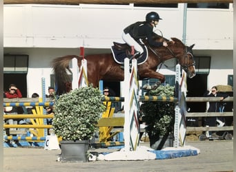 French riding pony, Mare, 13 years, 14,1 hh, Chestnut-Red