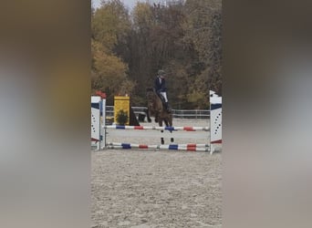 French riding pony, Mare, 14 years, 14,1 hh, Brown