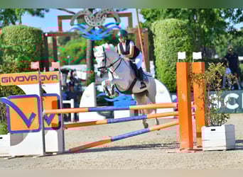 French riding pony, Mare, 14 years, 14,2 hh, Grey