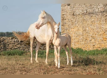French riding pony, Mare, 18 years, 13.2 hh, Cremello