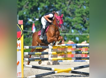 French riding pony, Mare, 18 years, 14.1 hh, Chestnut-Red