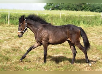 French riding pony, Mare, 1 year, 14,1 hh, Bay-Dark