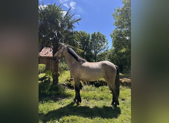 French riding pony Mix, Mare, 2 years, 12.3 hh, Grey