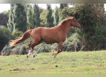 French riding pony, Mare, 2 years, 14.1 hh, Chestnut-Red