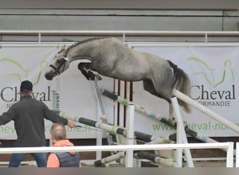 French riding pony, Mare, 3 years, 13,2 hh, Gray-Fleabitten