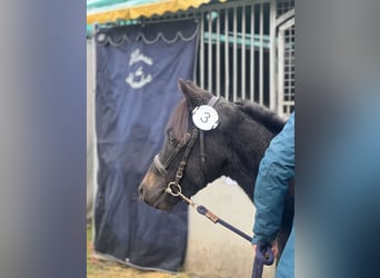 French riding pony, Mare, 4 years, 11.2 hh, Bay-Dark