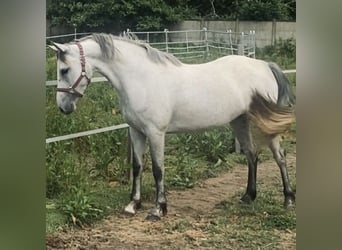 French riding pony, Mare, 4 years, 14 hh