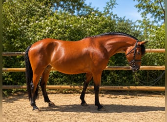 French riding pony, Mare, 5 years, 14.1 hh, Brown