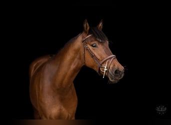 French riding pony, Mare, 5 years, 14.1 hh, Brown