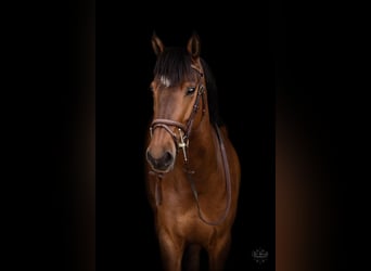 French riding pony, Mare, 5 years, 14.1 hh, Brown