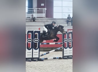 French riding pony, Mare, 6 years, 13.2 hh, Smoky-Black