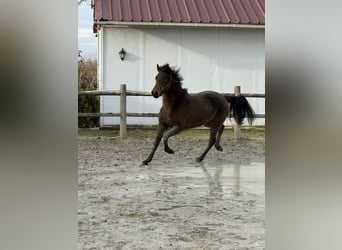 French riding pony, Mare, 6 years, 14.1 hh, Dun