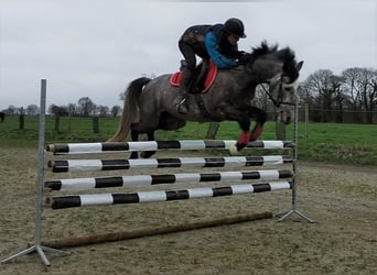 French riding pony Mix, Mare, 6 years, 14.2 hh, Gray